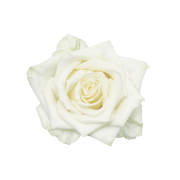 Цветок 1шт искусственный РОЗА БЕЛАЯ на ножке 65см Цветок 1шт искусственный РОЗА БЕЛАЯ на ножке 65см